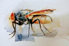 flue, akvarell